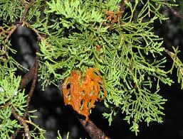 Trees not only add beauty to your yard, they also provide windbreaks, mark property lines and give us shade in the heat of our alabama summers just to name a few. Cedar Apple Rust And Related Rust Diseases Umn Extension