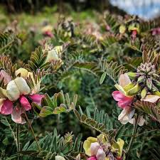 Image result for Tephrosia