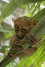 Discover a nocturnal primate whose diet is entirely carnivorous. Tarsier Wikipedia