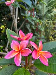 Image result for Plumeria rubra