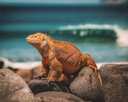 5 Bucket List Destinations In South America In 2020 Galapagos Islands Galapagos Ecuador Travel