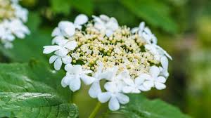 Ramorum, principal hosts such as camellia, rhododendron and viburnum for example. Guelder Rose Viburnum Opulus Woodland Trust