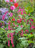 Love Lies Bleeding