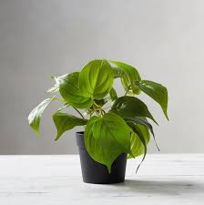 I am not a fake flower buyer but wanted something elegant to go on a christmas wreath and these did the trick. 34 Best Artificial Plants 2021 The Strategist New York Magazine