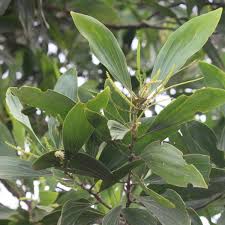 Image result for Acacia mangium