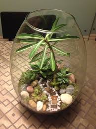 My Own Mini Garden Terrarium With A Desert Rose And Succulents Base Rocks Activated Charcoal Moss And Soil Thi Garden Terrarium Mini Garden Terrarium