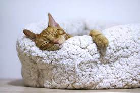 Some cat snoring is perfectly normal, while other snoring, or. Cat Snoring Reasons And Treatment Options Vet Advice