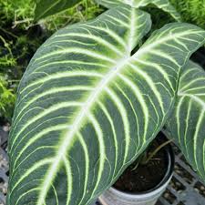 Image result for Zanthoxylum lindense