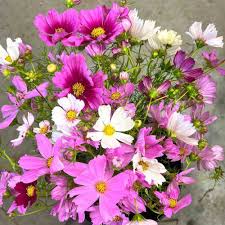 Image result for Cosmos