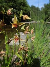 Image result for Epipactis africana