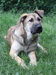Bei den bewertungen wurden die erfahrungen zu schäferhund mischling hundefutter inkl. Tier Der Woche Dorsten