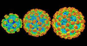 July 2012 what is norovirus infection? Norovirus Close Ups Might Help Fight Stomach Flu Science News