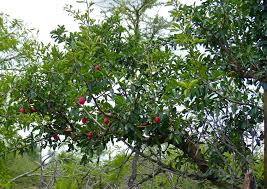 Image result for Ximenia afra