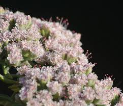 Check spelling or type a new query. Eriogonum Arborescens Santa Cruz Island Buckwheat
