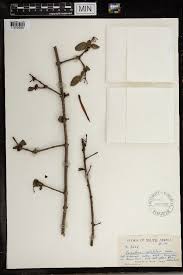 Image result for Agelanthus natalitius