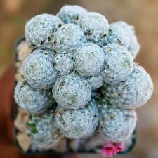 Image result for Emilia caespitosa