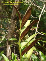 Image result for Acrostichum aureum