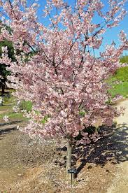 Image result for Prunus