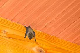 Generally, a bat won't exit a door or window if they came in be wary of any professional who tries to suggest repellents and traps, as these are not cost effective and may lead to injuring a bat in some. How To Get Rid Of Bats In Your Basement Wigglywisdom Com