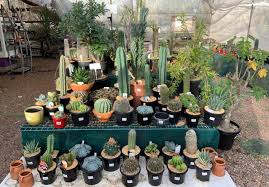 Succulents and cacti are hugely popular in japan. Best Nurseries And Plant Shops In Sydney