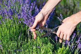 Wann kann ich die abgestandenen blütenstände entfernen? Lavendel Schneiden Tipps Tricks Vom Experten Plantura