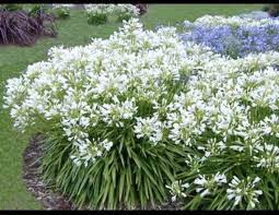 Pin On Le Jardin