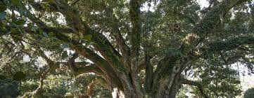 Explore Louisiana's Giant Live Oak Trees | The Heart of Louisiana