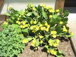The name prickly pear refers to the cactus species opuntia and also to the fruits these cacti produce. Prickly Pear Cactus Spreading Too Far Pennlive Com