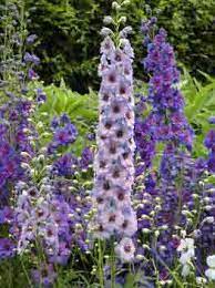 We did not find results for: Plants With Tall Flowers For The Garden
