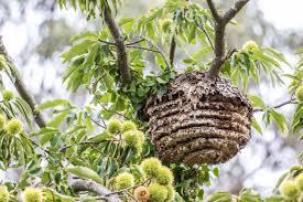La peur et les allergies. Que Faire Face A Un Nid De Guepe Chez Soi