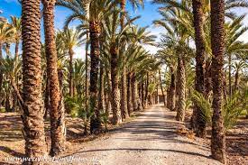 Check spelling or type a new query. World Heritage Photos Palmeral Of Elche