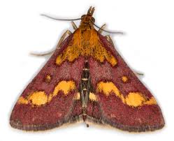 Image result for Pyrausta purpuralis