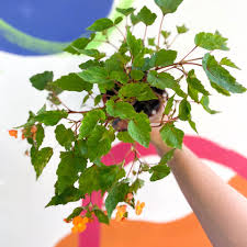 Image result for Begonia sutherlandii