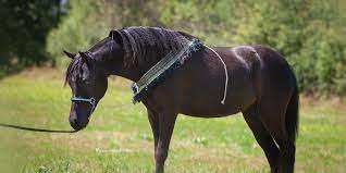 Check spelling or type a new query. What Is An American Miniature Horse Breed Info History
