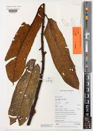 Image result for Pycnanthus