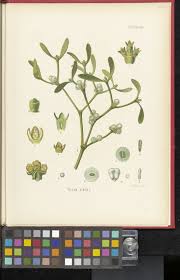 Image result for Viscum subserratum