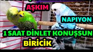 muhabbet kusu nasil kizistirilir ciftlesir muhabbet kusu nasil ciftlesir yavru alinir youtube
