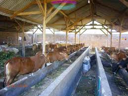 Kekurangan sumber daya alam ini juga memungkinkan wilayah tersebut untuk tetap relatif terisolasi dan para peternak bebas untuk. 24 Desain Kandang Sapi Sederhana Pilihan Dan Konstruksinya Ndikhome Com Desain Denah Rumah Interior Dan Exterior