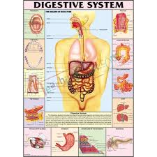 Digestive System Chart 70x100cm
