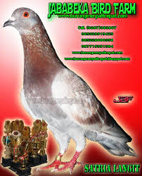 Do not request a wallpaper (eg: Download Gambar Burung Darah Pickini