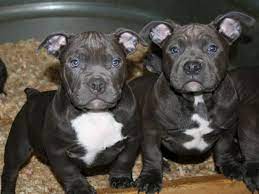 8 Essential Nutrients American Bully Puppies Need To Grow Strong American Bully Dog Breed Info Center Bully Breeds Dogs Bully Dog American Bully