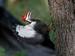 Pileated Woodpecker Identification All About Birds Cornell