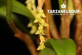 Image result for Microcoelia exilis