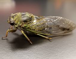 This paper is as thin as cicada wings and that is where it got its name from. The Buzz About Cicada Wings Asme