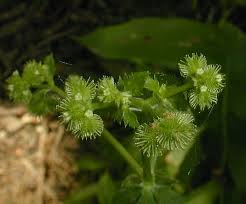 Image result for Sanicula