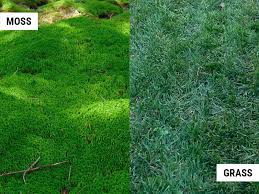 Both wildflowers and moss lawns also help control erosion, filter runoff from rainwater, and reduce air pollution. Moss Vs Grass Which One Is Best For A Lawn World Of Garden Plants