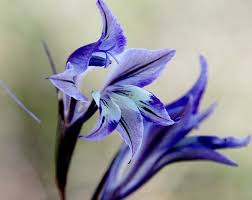 Image result for Gladiolus permeabilis