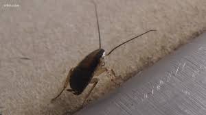 The kitchen counter is one of the most common places you'll find ants once you have an infestation. The Top 5 Places Bugs Could Be Hiding In Your Kitchen Wbir Com
