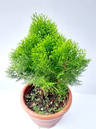 Image result for Platycladus