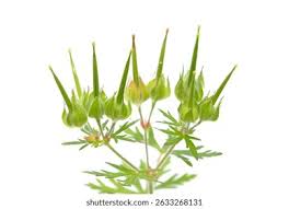 Image result for Geraniaceae